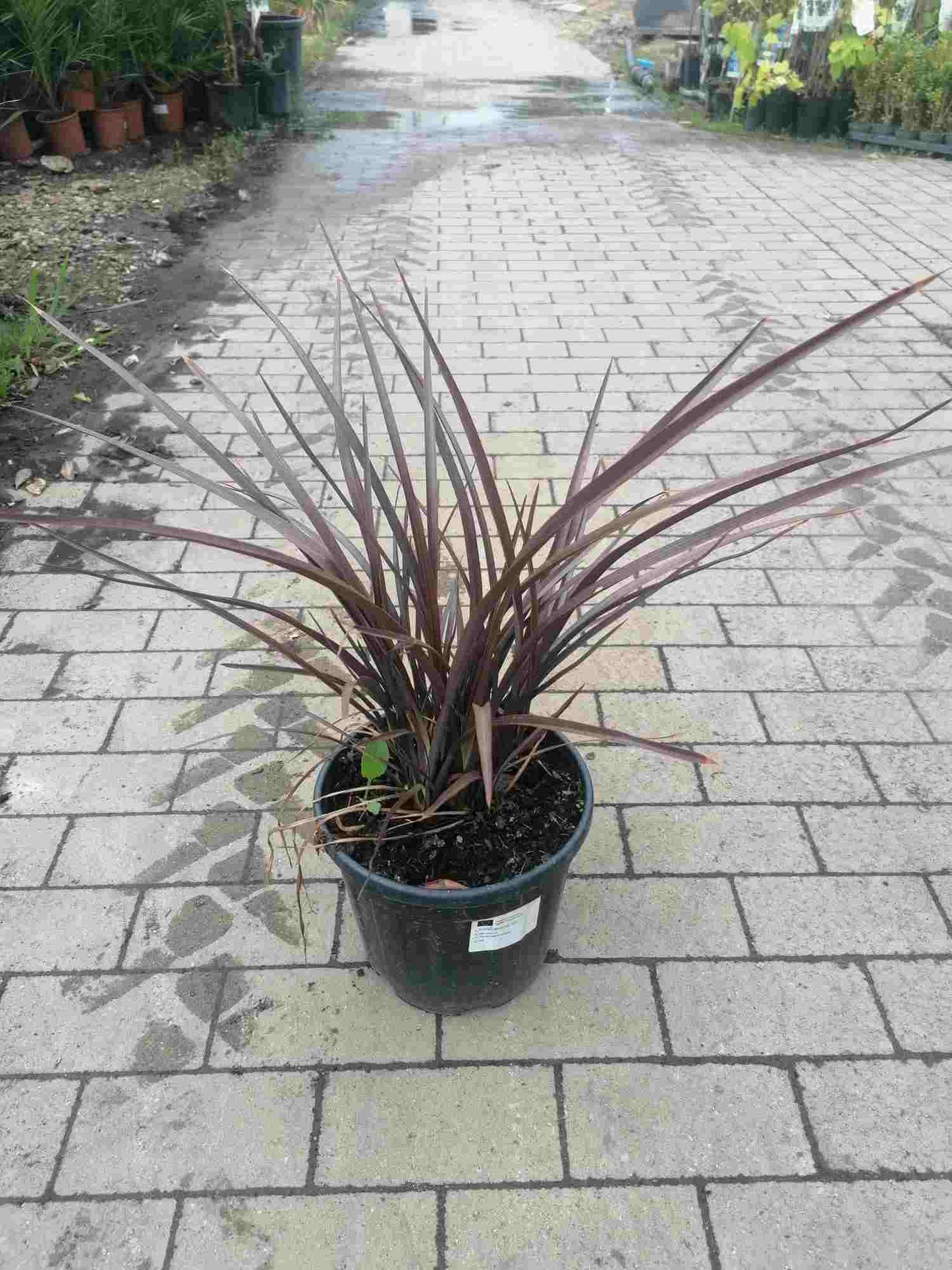Roter Neuseeländer Flachs - Phormium Special Red 60-80 cm - Pflanze - Frosthart