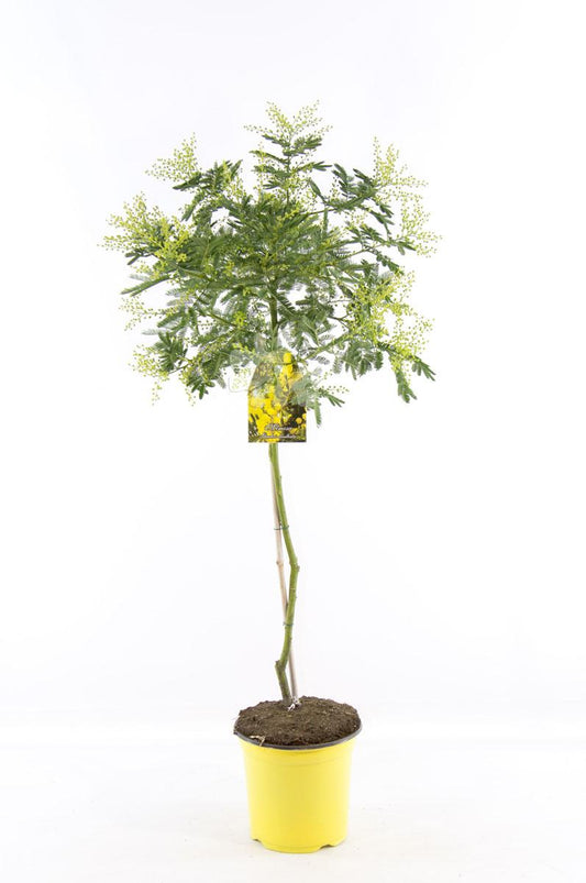 Mimosa dealbata Gaulois Stämmchen 80-120 cm Silber-Akazie gelbe Mimose Wintermimose
