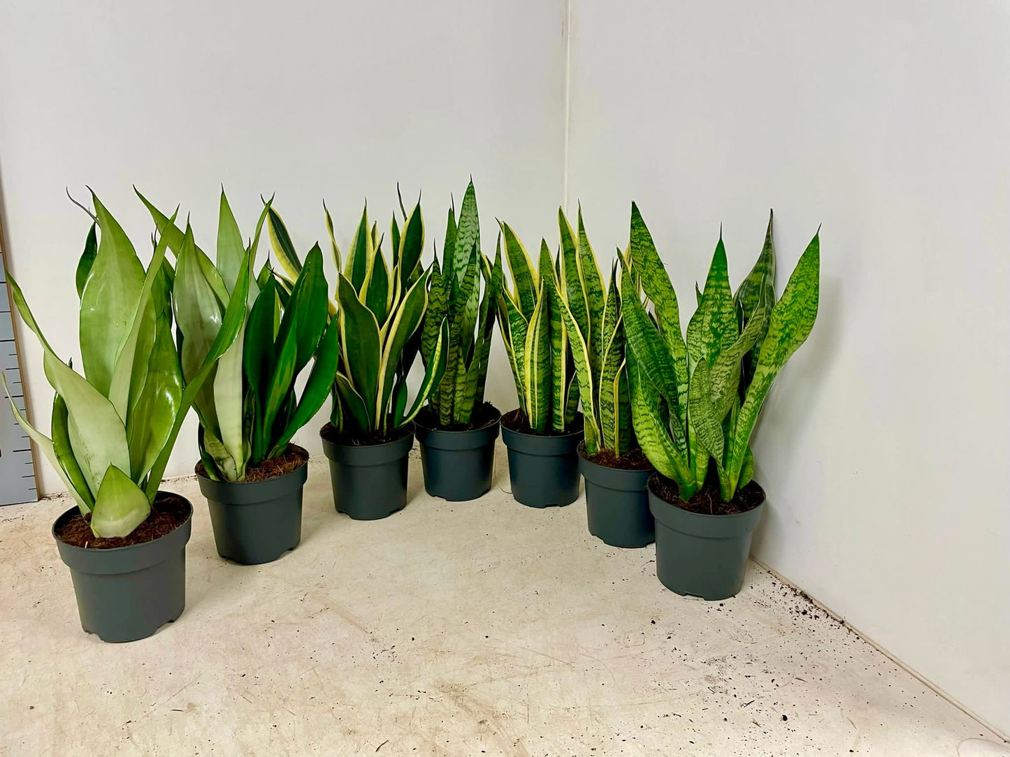 3 Stück Sansevieria mix 50-60 cm  Bogenhanf bessere Raumluft Zimmerpflanze