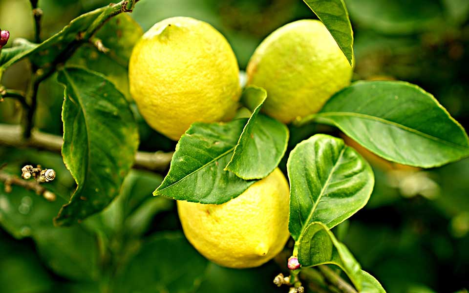 Citrus limon lunario - Echter Zitronenbaum - Vier-Jahreszeiten-Zitrone