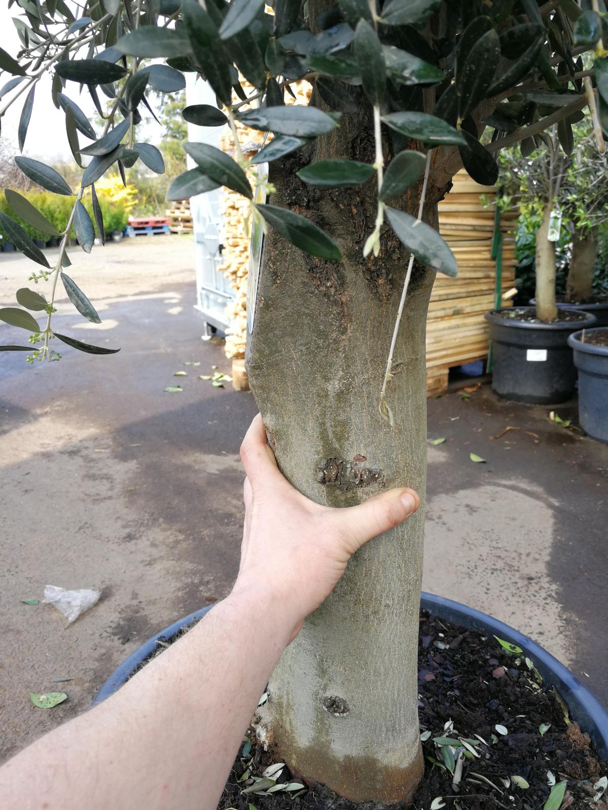 XXL Olivenbaum 25-30 Jahre alt - Olea Europea Hochstamm 160 cm Stammumfang 20 cm