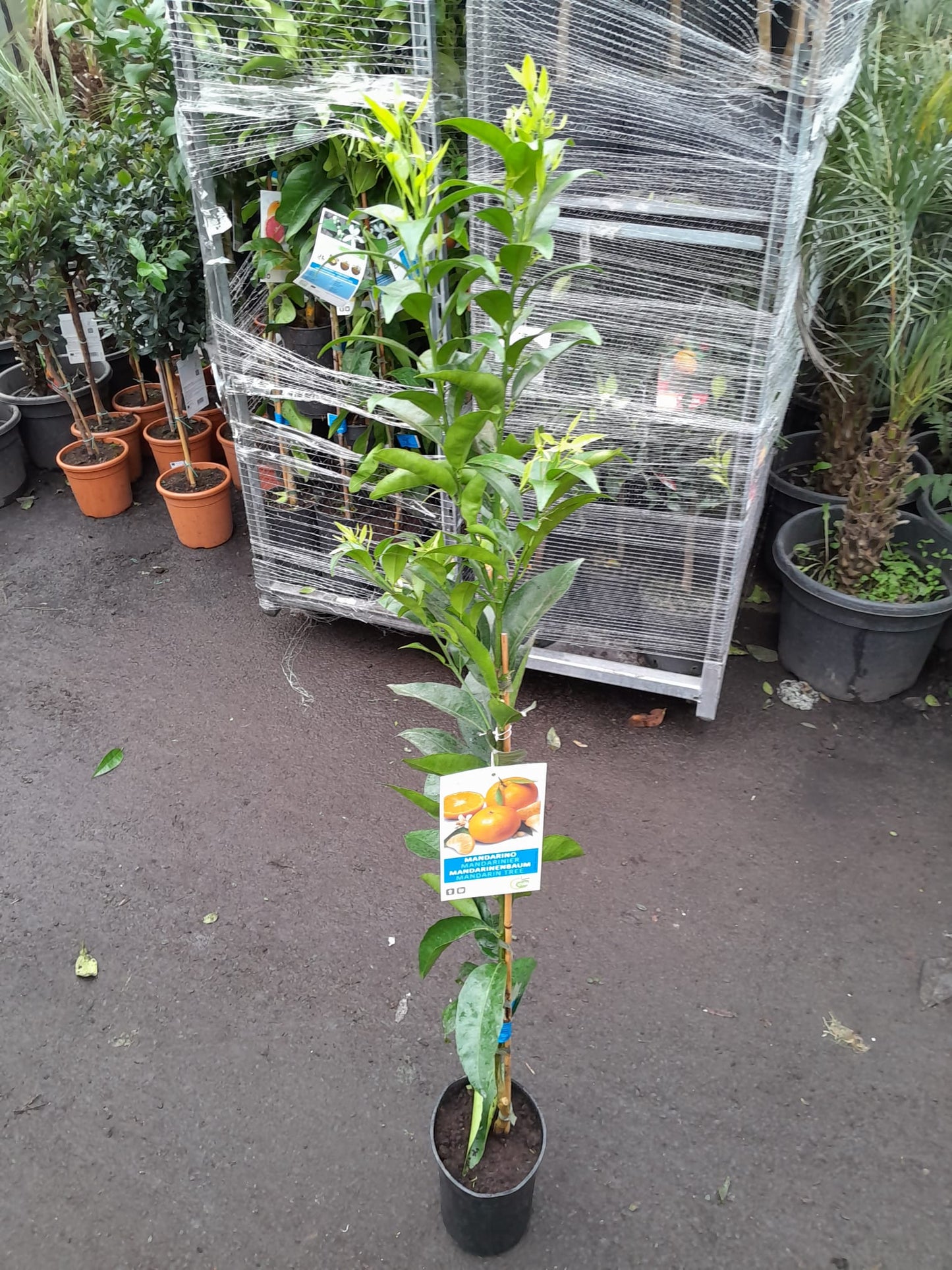 Mandarinenbäumchen 100-140 cm  C/17 - Citrus reticulata - Mandarine Pflanze