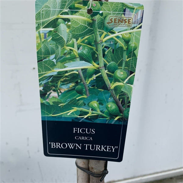 Feige Brown Turkey Stämmchen 100-120 cm - Ficus carica 'Brown Turkey' - mittelfrühe Sorte