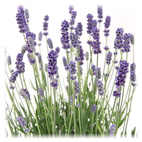 Lavandula angustifolia Staude Lavendel