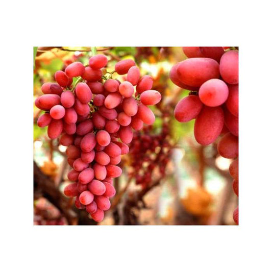Weinrebe Vitis vinifera Crimson Seedless 180-200 cm Tafeltraube - knackige, kernlose hellrote Trauben