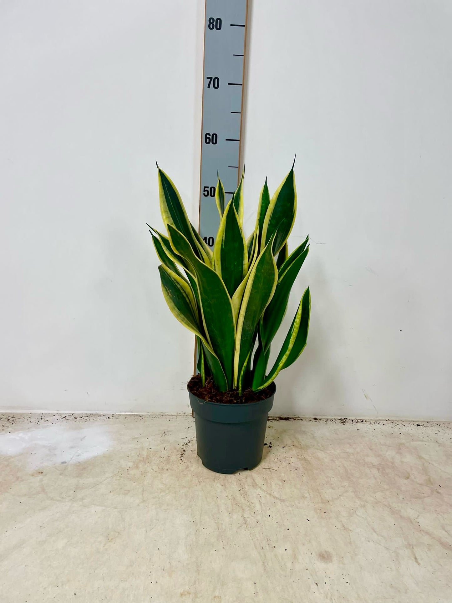 3 Stück Sansevieria mix 50-60 cm  Bogenhanf bessere Raumluft Zimmerpflanze