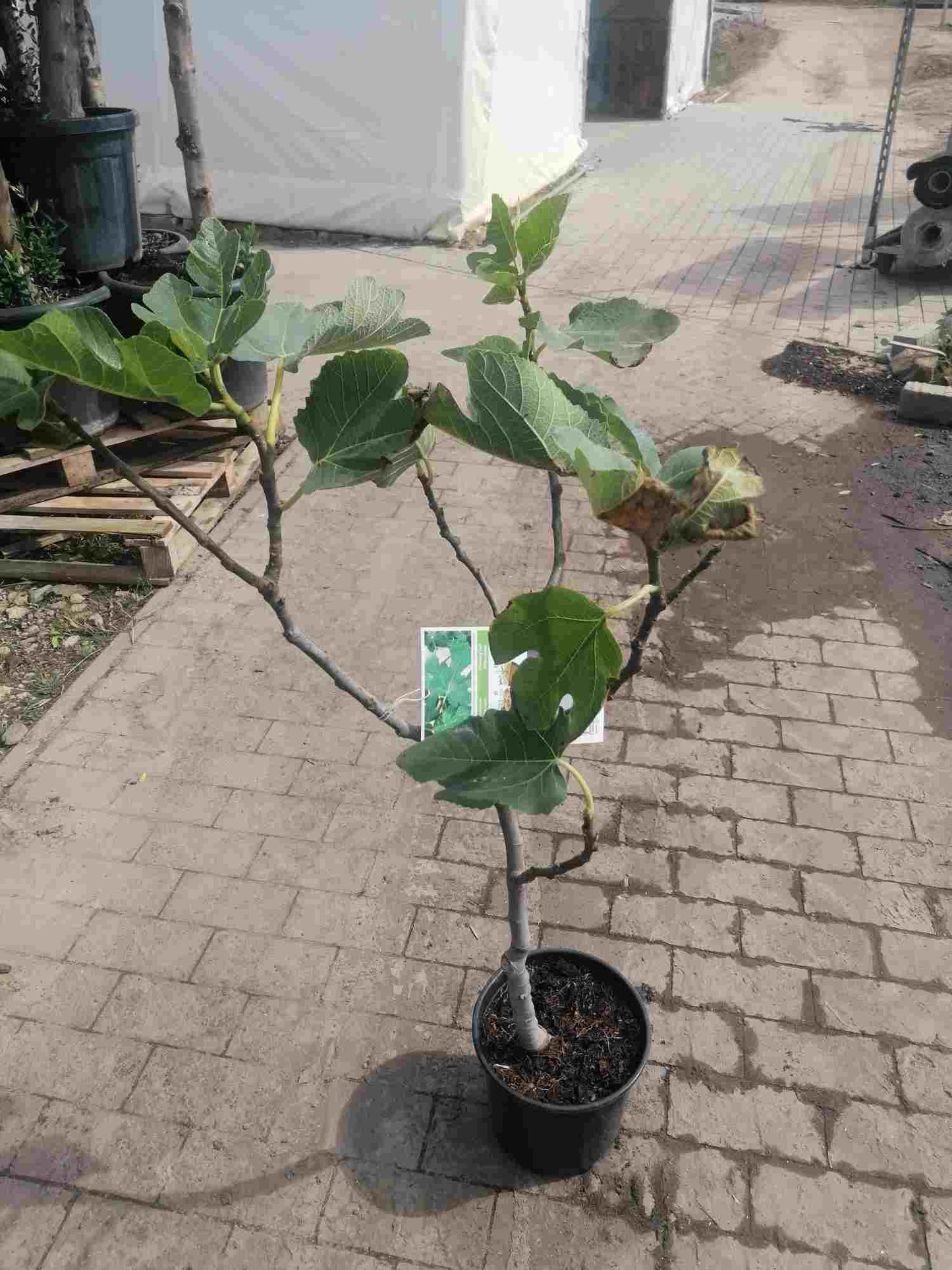 Feigenbaum- Ficus carica Napolitana ca. 100 cm kräftiger Stamm Obstbaum - echte Feige - Winterhart