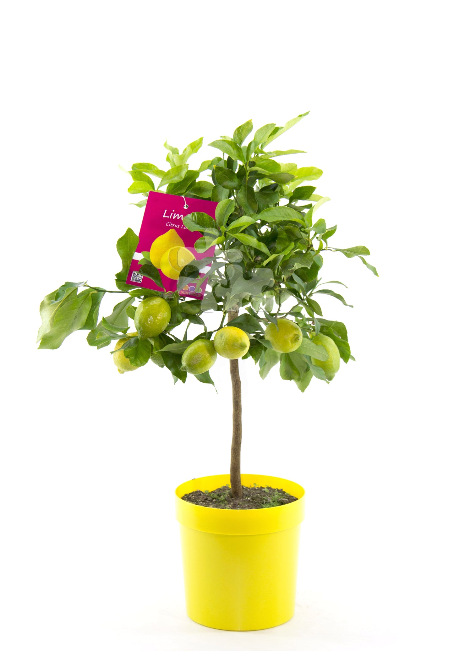 Citrus limon lunario 100-130 cm - Echter Zitronenbaum - Vier-Jahreszeiten-Zitrone