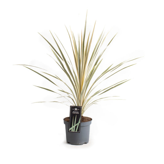 Keulenlilie Dazzler 80-100 cm - Cordyline Torbay Dazzler - winterhart bis -10°C - variegata