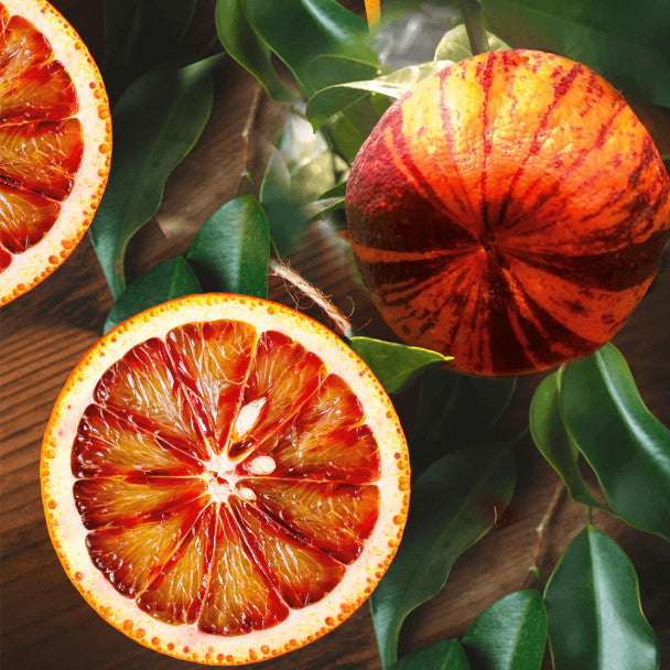 Orangenbaum Arcobal 70-100 cm - Citrus Sinensis 'Arcobal' - Regenbogen Orange