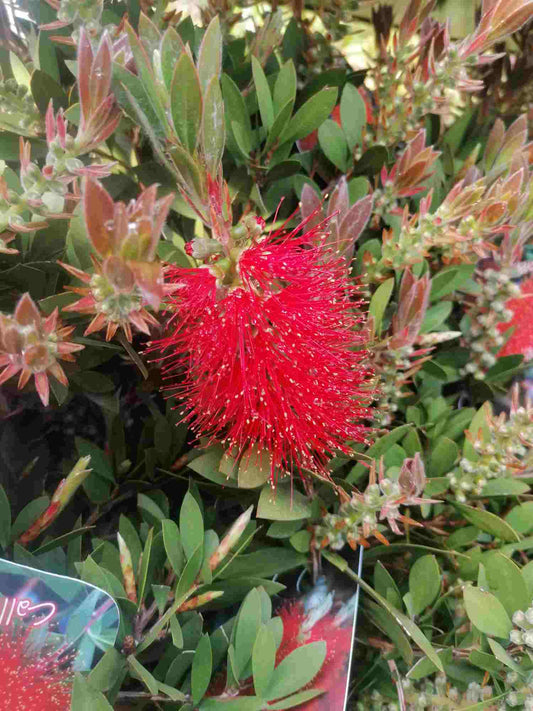 Karmínově červená válcová sádrová - Callistemon Splendens Stonek 80-100 cm - Rostlina v květináči