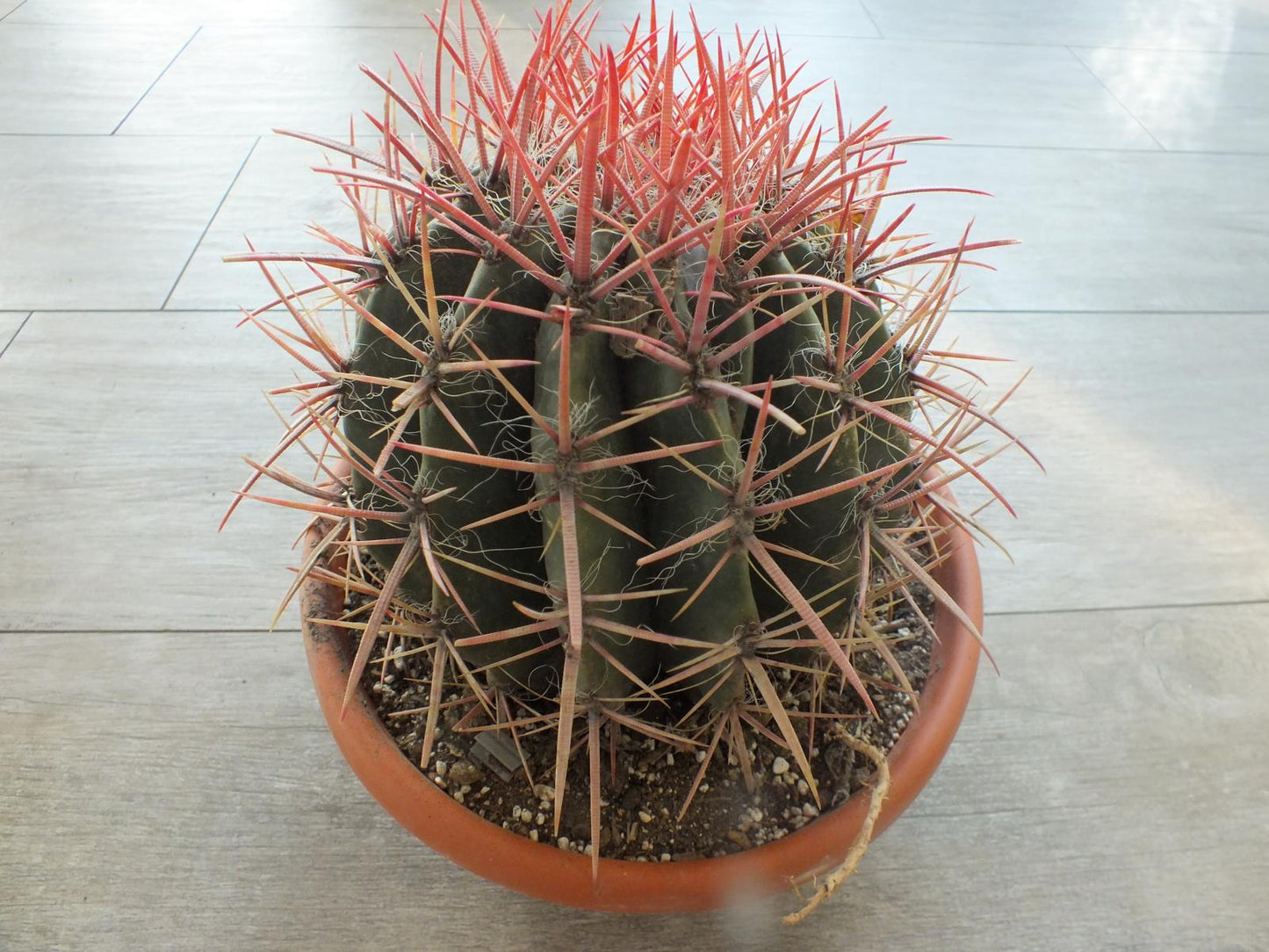 Ferocactus stainesii Ø 25-30 cm - eindrucksvoller Kaktus - Kakteen