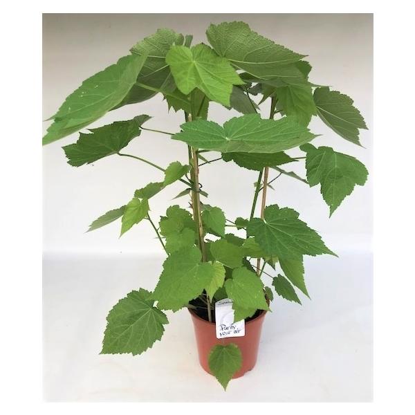 Zimmerlinde 40 cm - Sparmannia africana Zimmerpflanze