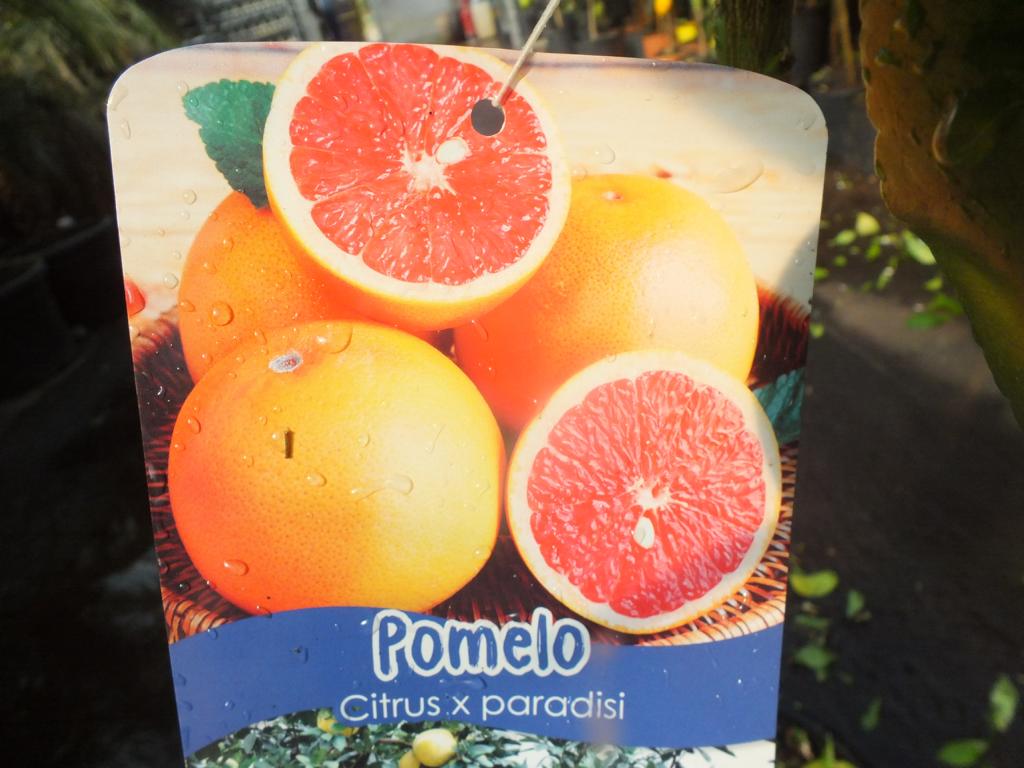 Citrus paradisi 'Star Ruby' Stämmchen 130-150 cm - Rote Grapefruit Paradiesapfel Zitruspflanze
