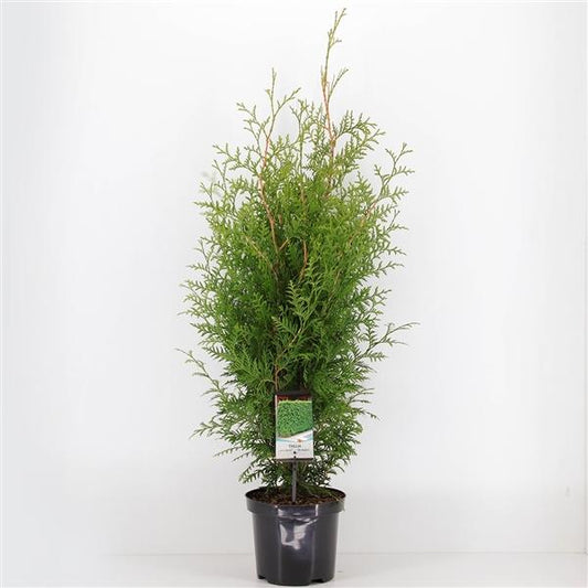 10 Stück Lebensbaum Brabant 100-120 cm - Thuja occidentalis Brabant - Heckenpflanze - Koniferen