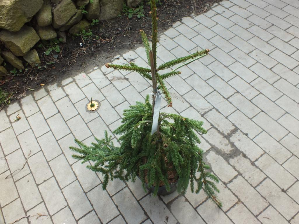 Trauer-Hängefichte ca. 100 cm - Picea abies 'Inversa' - säulenförmiger Wuchs - langsam wachsender Kleinbaum
