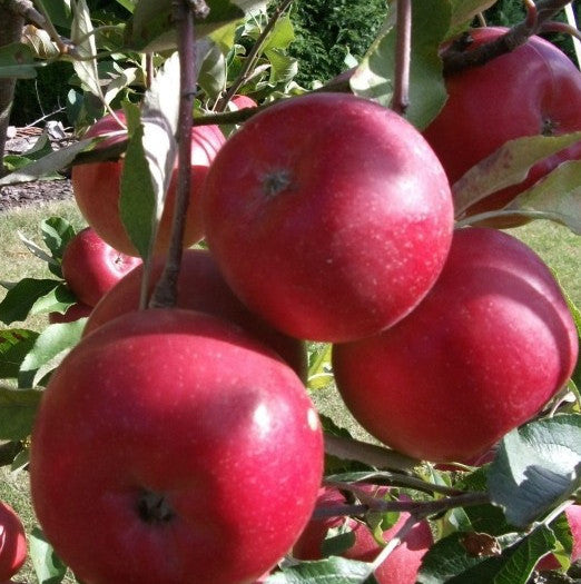 Apfelbaum Rote Lampard ca 120 cm - Malus - Jablon 'Czerwony Lampart'