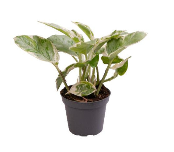 Mini Epipremnum White Panther Topf Ø 6 / Höhe ca. 10 cm Efeutute  Rankpflanze Pflegeleicht Hängepflanze Zimmerpflanze