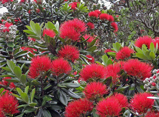 Rarität - Metrosideros excelsa Neuseeländischer Weihnachtsbaum - EISENHOLZBAUM