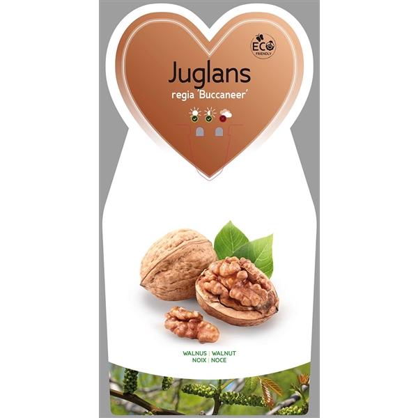 Juglans regia Buccaneer Veredelung - Walnussbaum - Gemeine Walnuss ...