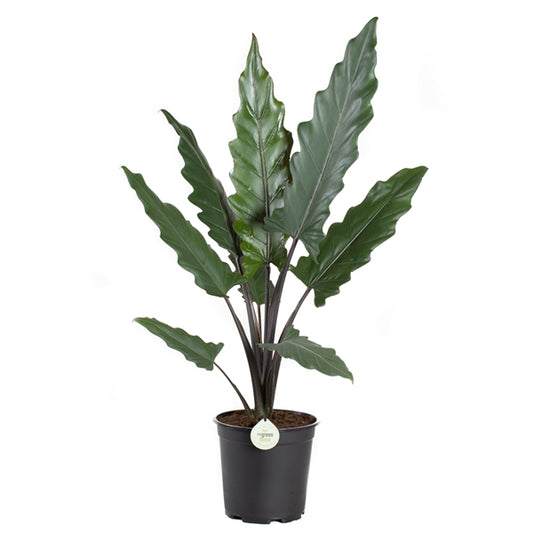 Alocasia Lauterbachiana - Pfeilblatt - Zimmerpflanz - Grünpflanze