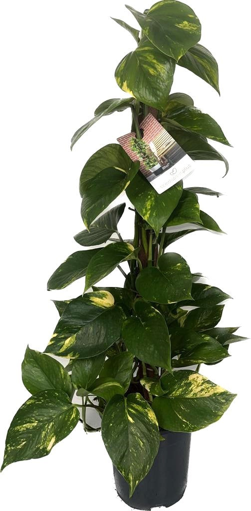Epipremnum Aureum - Efeutute am Moosstab Topf Ø 19 / Höhe ca. 80 cm Rankpflanze Pflegeleicht Hängepflanze  Zimmerpflanze