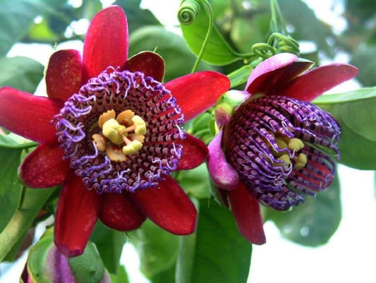 Passiflora quadrangularis 180-200 cm - Riesen-Granadilla | Königs-Granadilla | Passionsfrucht