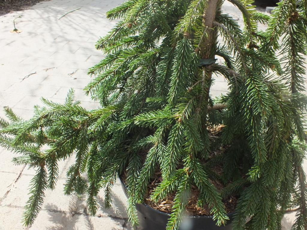 Trauer-Hängefichte ca. 100 cm - Picea abies 'Inversa' - säulenförmiger Wuchs - langsam wachsender Kleinbaum