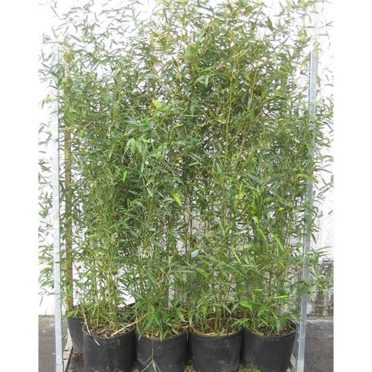 Phyllostachys bissetii - Bisset Bambus - Grüner Bambus