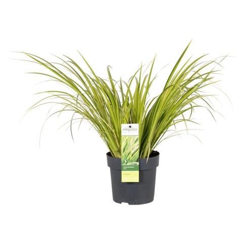 Puškvorec bělohlavý - Puškvorec bělohlavý - Bahenní rostlina - Vodní rostlina - Okrasná tráva