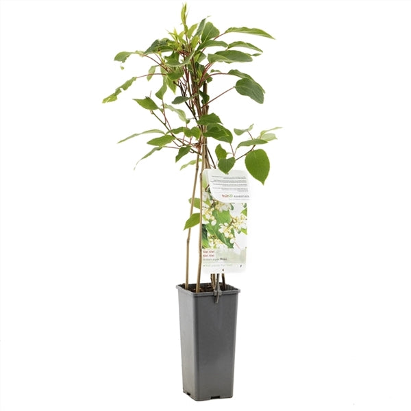 Kiwi Pflanze 70 cm Actinidia deliciosa - Chinesische Stachelbeere