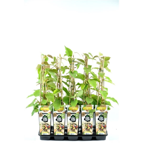 Kiwi Pflanze 30 cm Actinidia deliciosa - Chinesische Stachelbeere