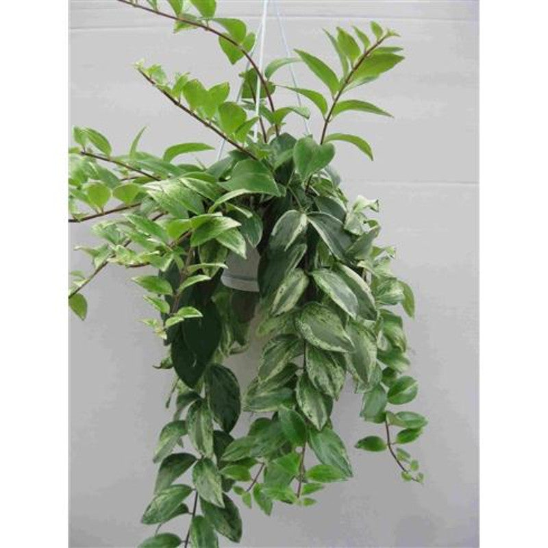Aeschynanthus  - Schamblume - Lippenstift-Sinnblume  - Zimmerpflanze