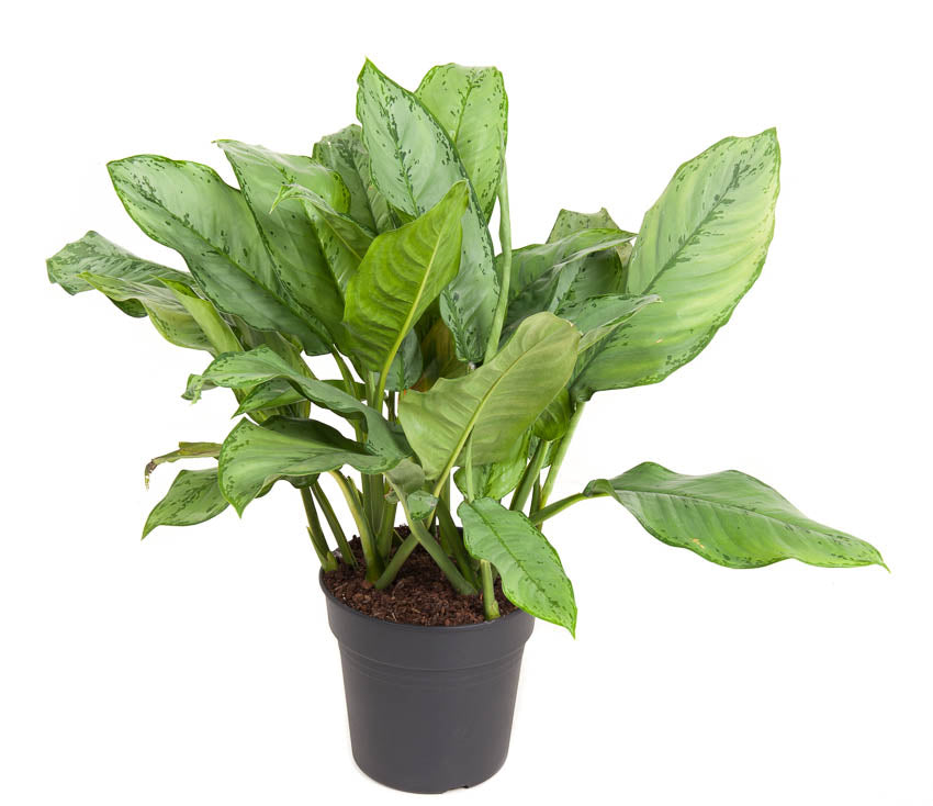 Aglaonema 'White Lance' - Kolbenfaden - Grünpflanze - Zimmerpflanze