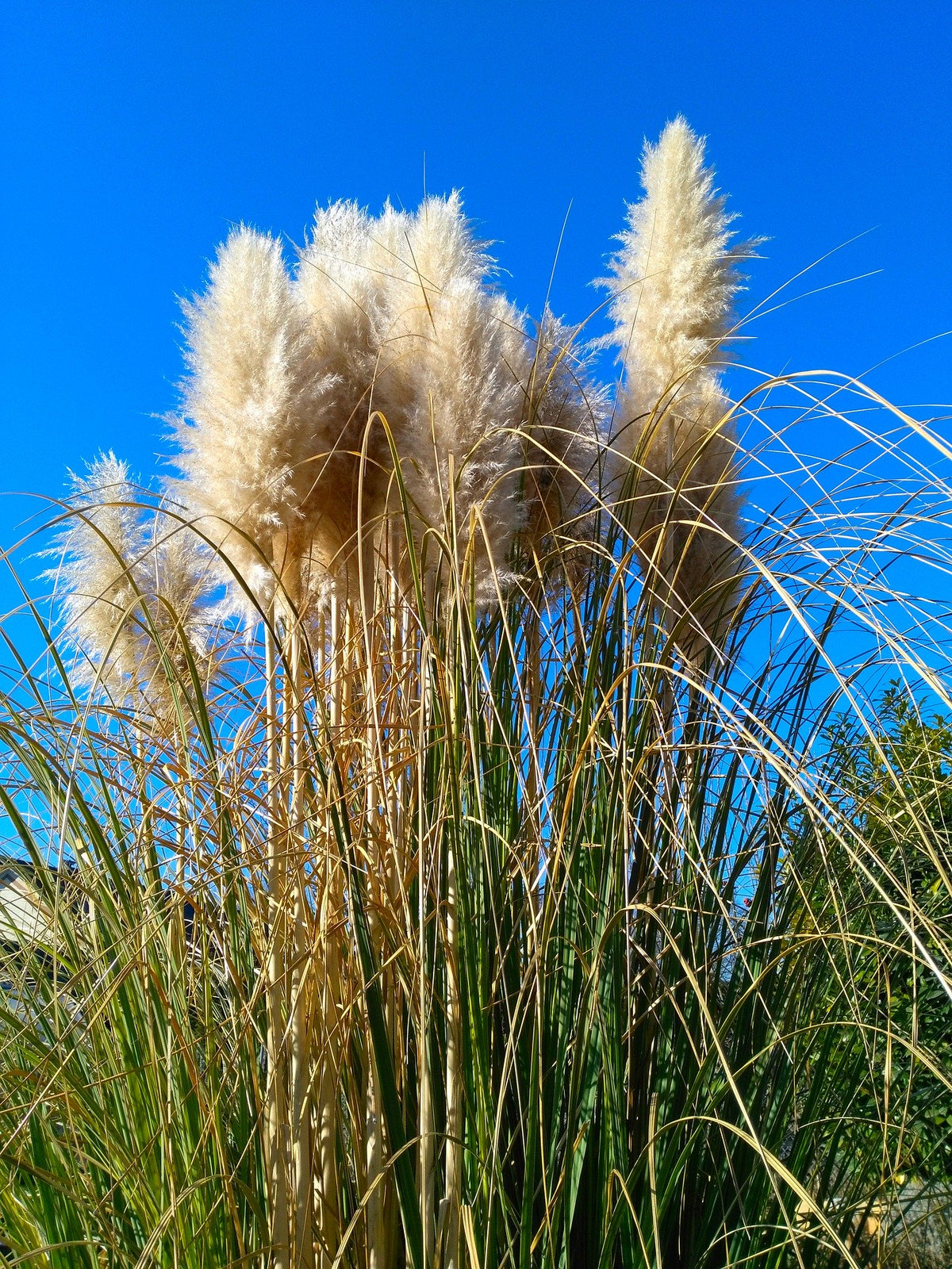 Amerikanisches Pampasgras P9 20-50 cm Cortaderia selloana Rosa und Wei – Blumen-Senf®