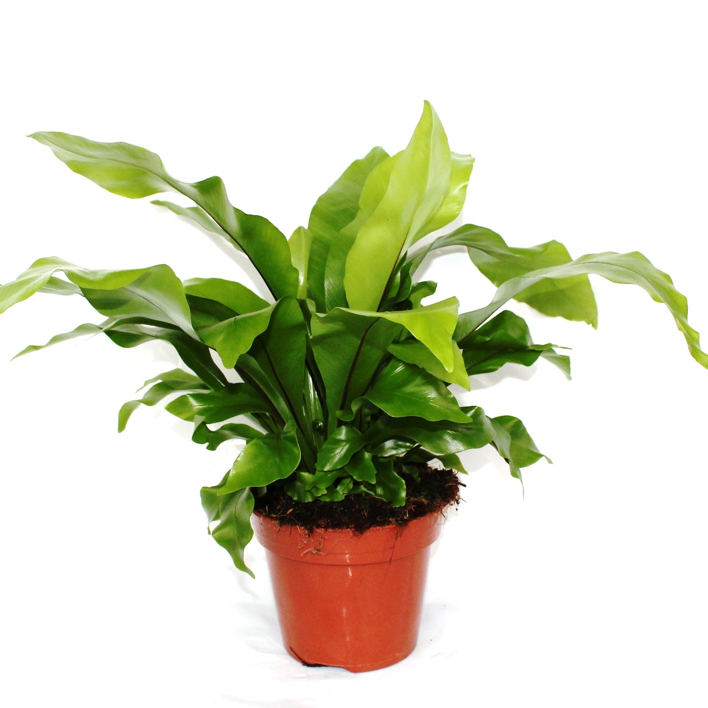 Asplenium nidus  - Nestfarn - Luftreinigende Zimmerpflanze - Grünpflanze