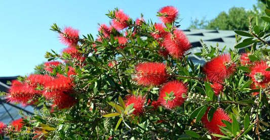 Karminroter Zylinderputze  - Callistemon Splendens - Kübelpflanze
