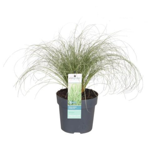 Carex - Ziergras - Seegen - winterhart -  Sauergrasgewächs