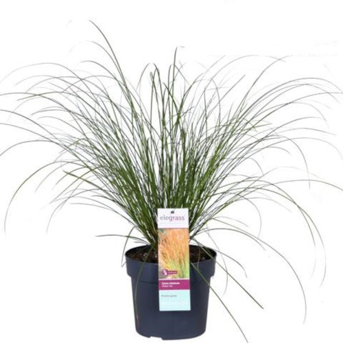 Carex - Ziergras - Seegen - winterhart -  Sauergrasgewächs