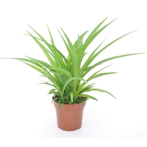 Grünlilie - bessere Raumluft - Uimmerpflanze - Grübpflanze - pflegeleicht