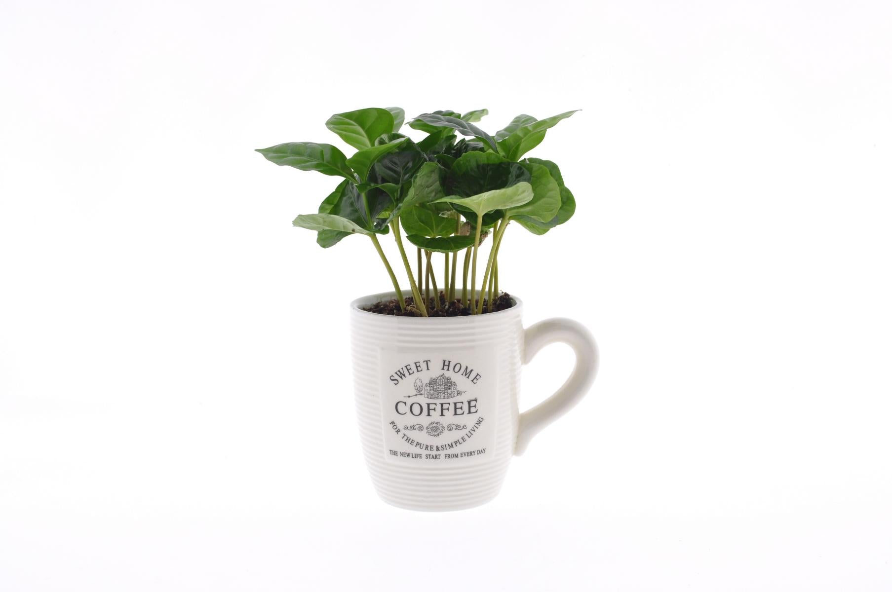 kaffeestrauch zimmerpflanze Coffea arabica Kaffee Pflanze Kaffeestrauch Zimmerpflanze – Blumen-Senf®