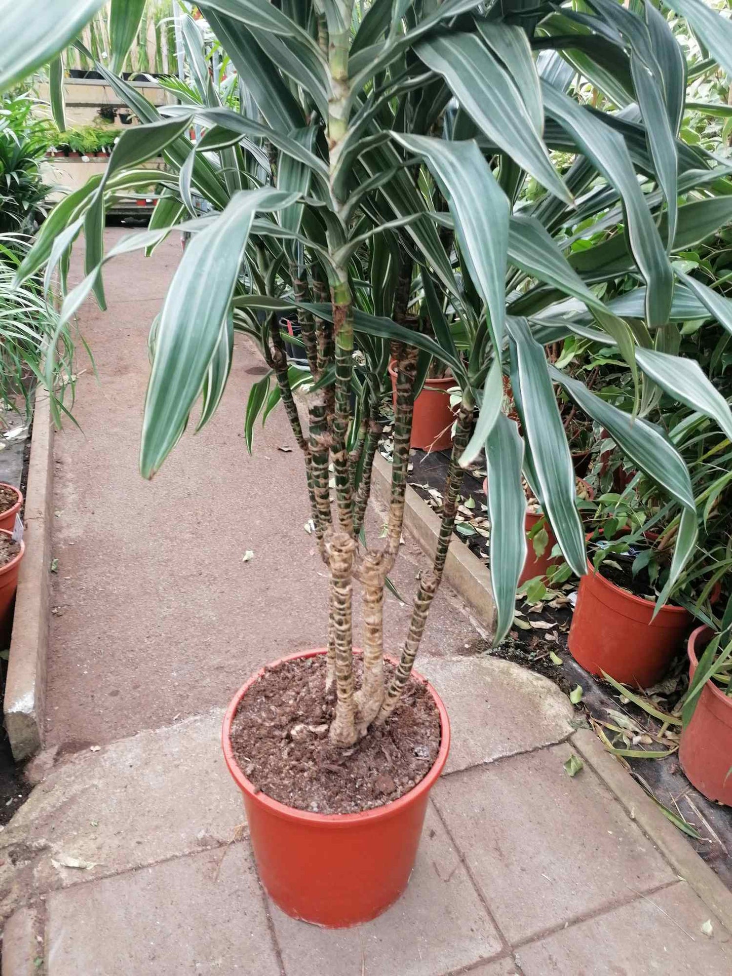 Dracaena deremensis 'Warneckii' - Drachenbaum - Zimmerpflanze - Grünpflanze