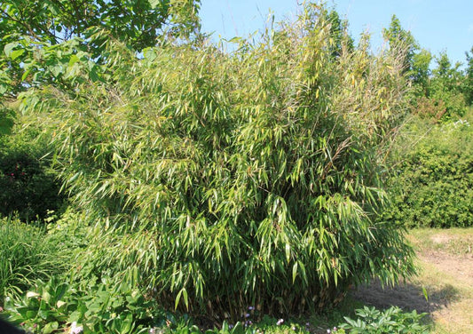Fargesia robusta Wolong - Bambus
