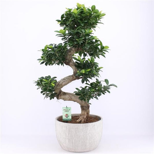 Bonsai Ficus microcarpa Ginseng  Chinesische Feige