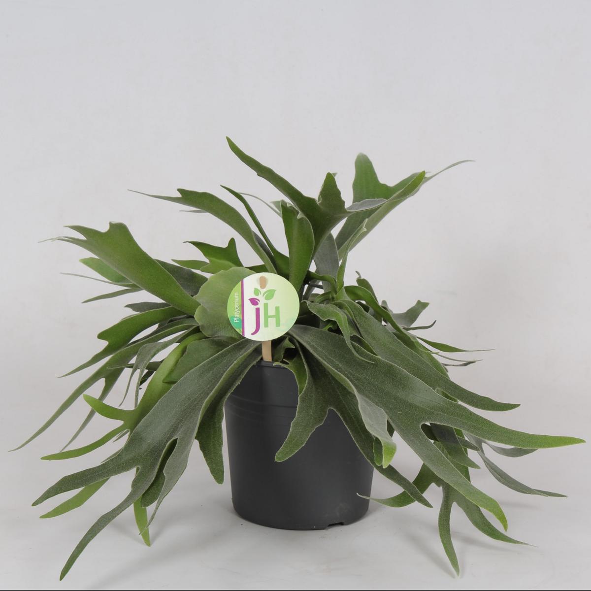 Geweihfarn  Platycerium Bifurcatum - Zimmerpflanze - Grünpflanze