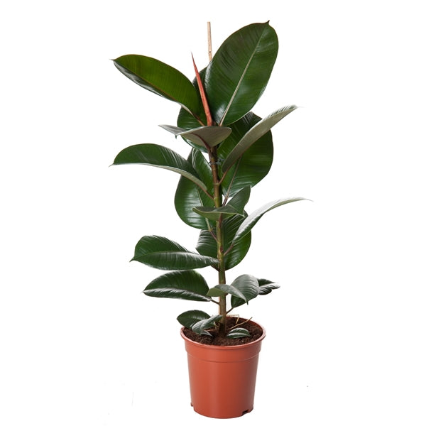 Gummibaum Ficus elastica Robusta Zimmerpflanze