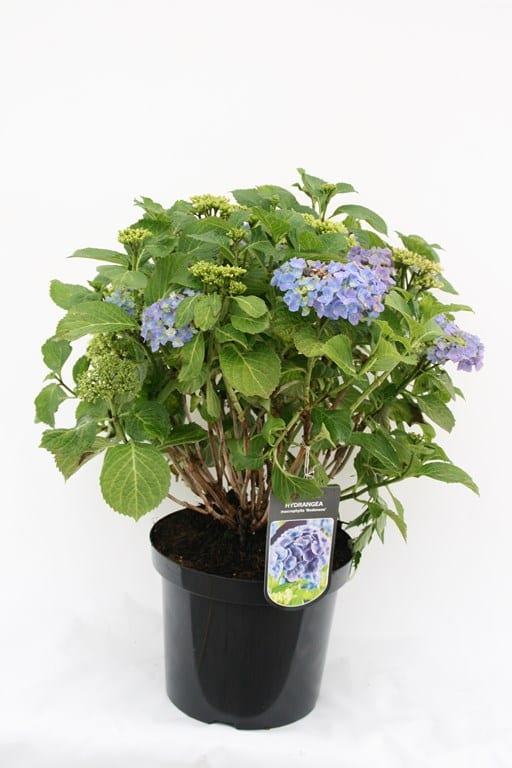 Hydrangea macrophylla 'Bodensee'   - Ballhortensie - pflegeleicht - winterhart - dunkelblaue Blütenbällen