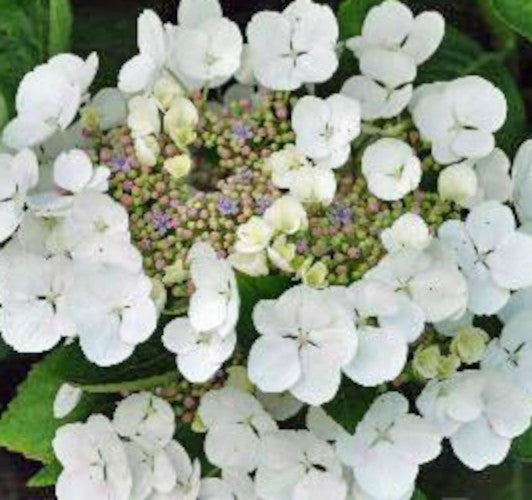 Hydrangea macrophylla - Hortensien mit prächtigen Blüten - Bauernhortensie