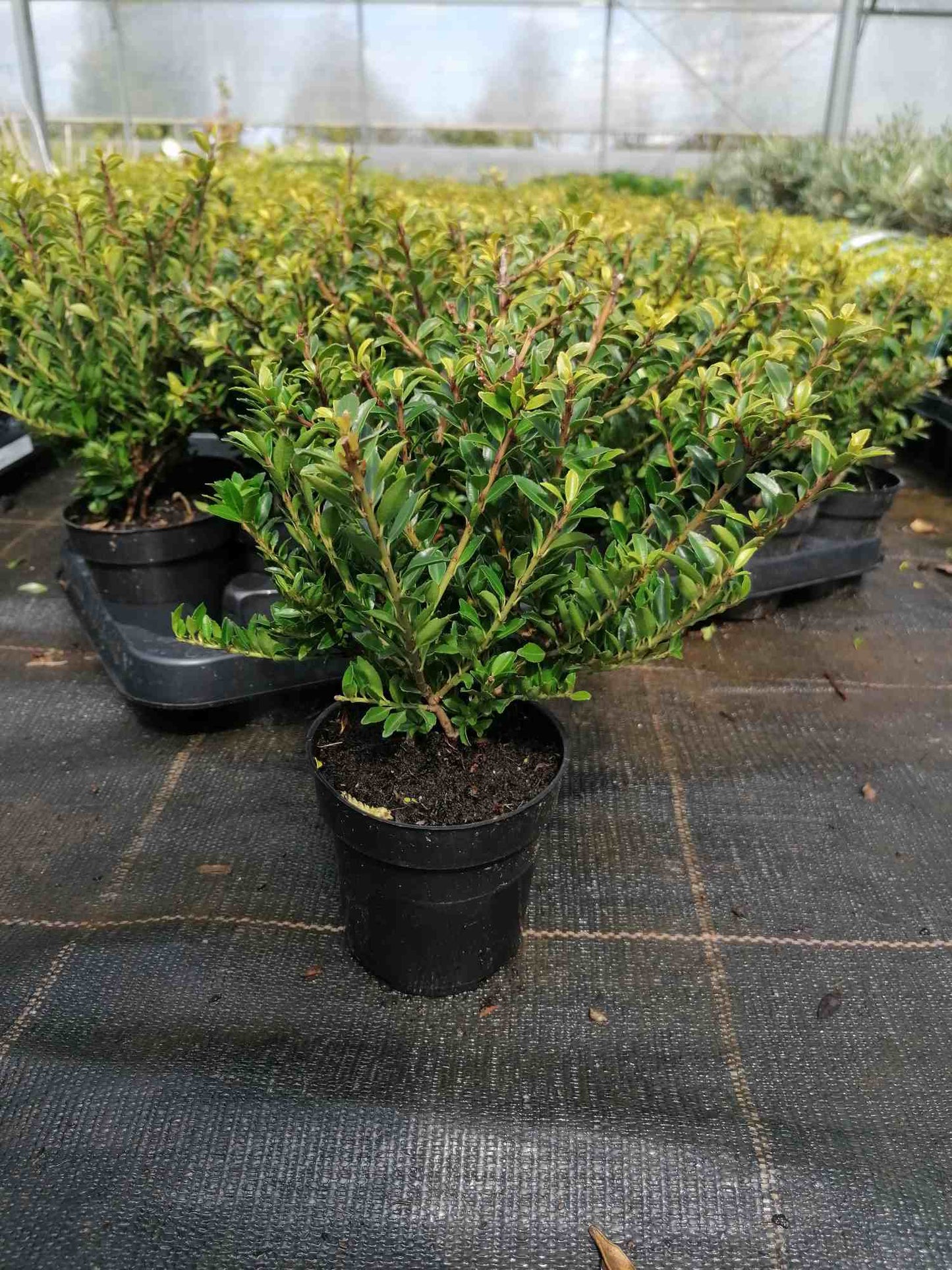 Ilex - Stechpalme Heckenpflanzen - Idealer Buchsbaum-Ersatz
