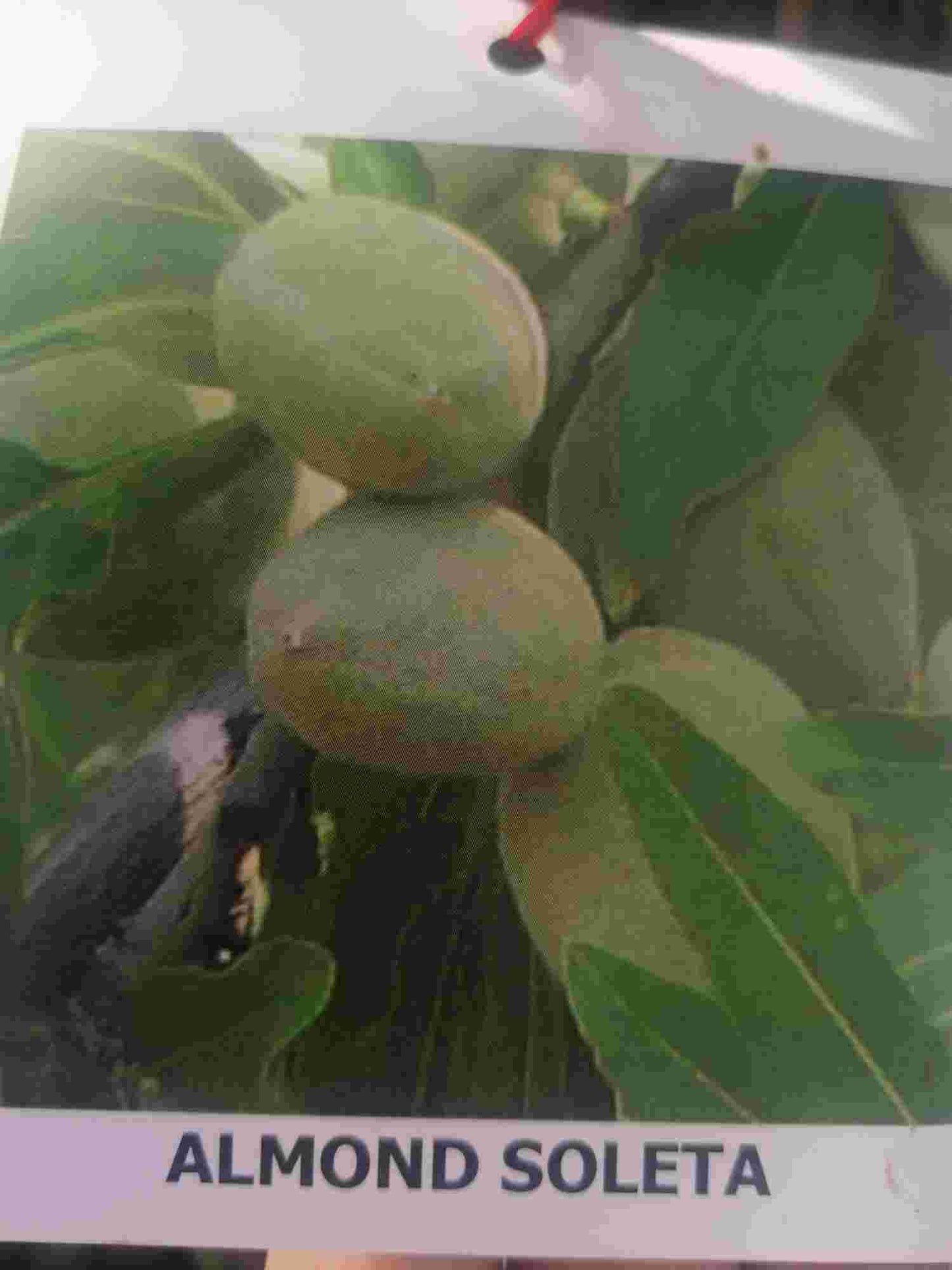 Mandelbaum - Prunus dulcis - Prunus amygdalus - echter Mandelbaum